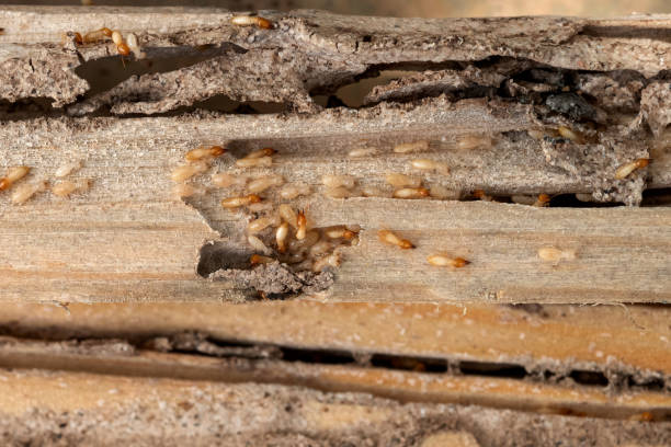 Best Wildlife Control Services  in Mount Juliet, TN